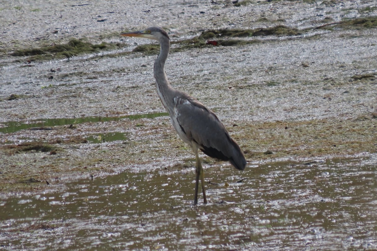 Gray Heron - Rosa Benito Madariaga