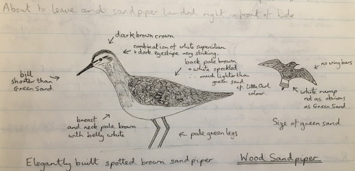 Wood Sandpiper - Andy Parkes