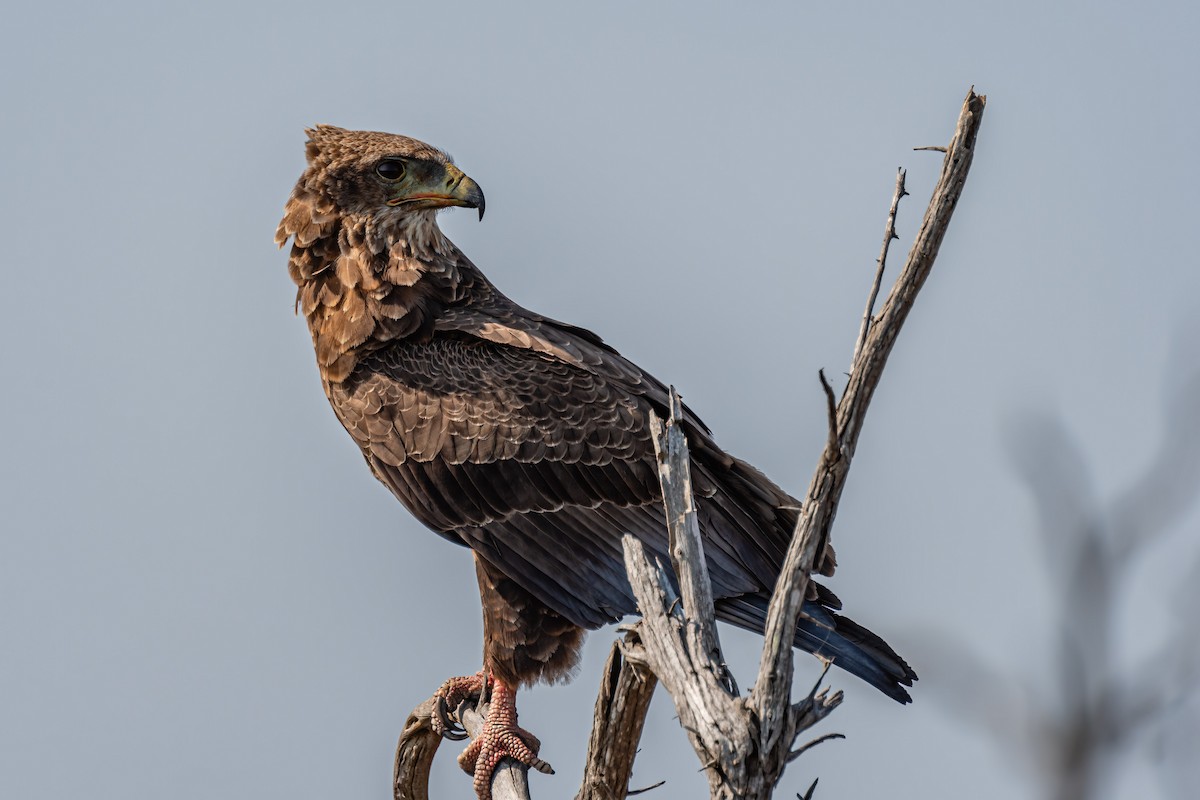 Bateleur - ML608787745