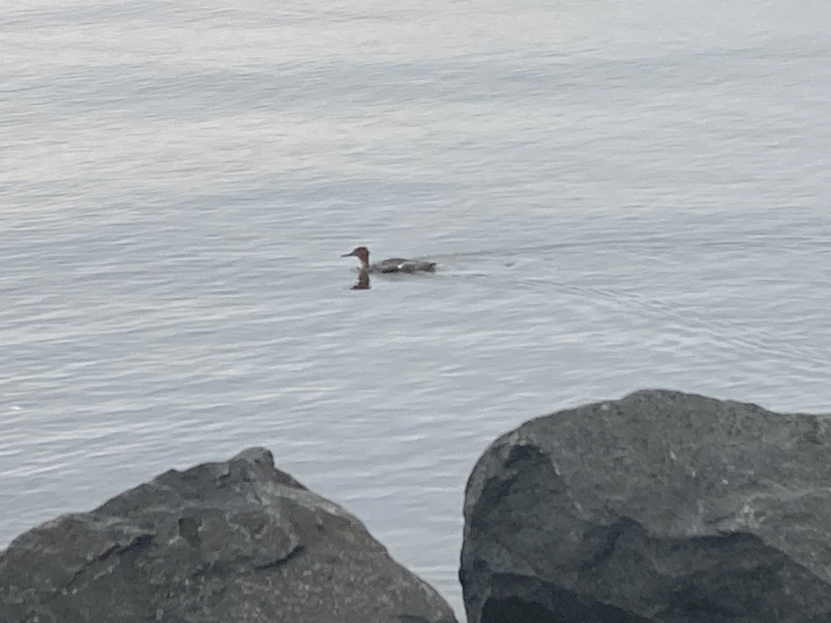 Red-breasted Merganser - ML608787786