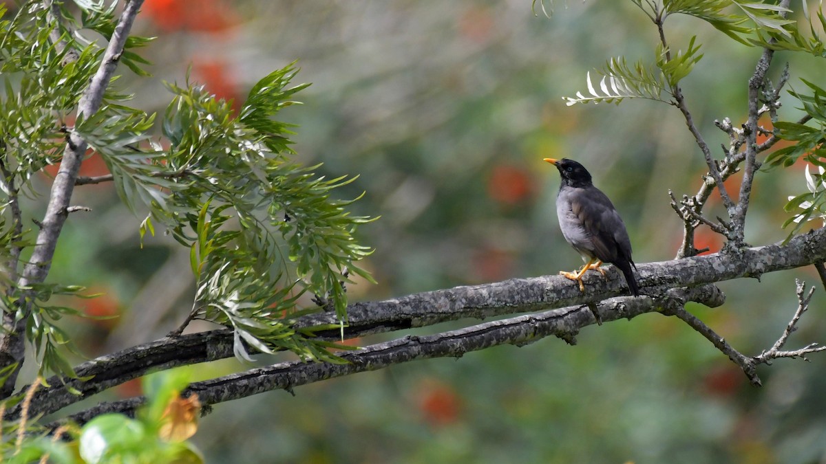 Jungle Myna - ML608787798