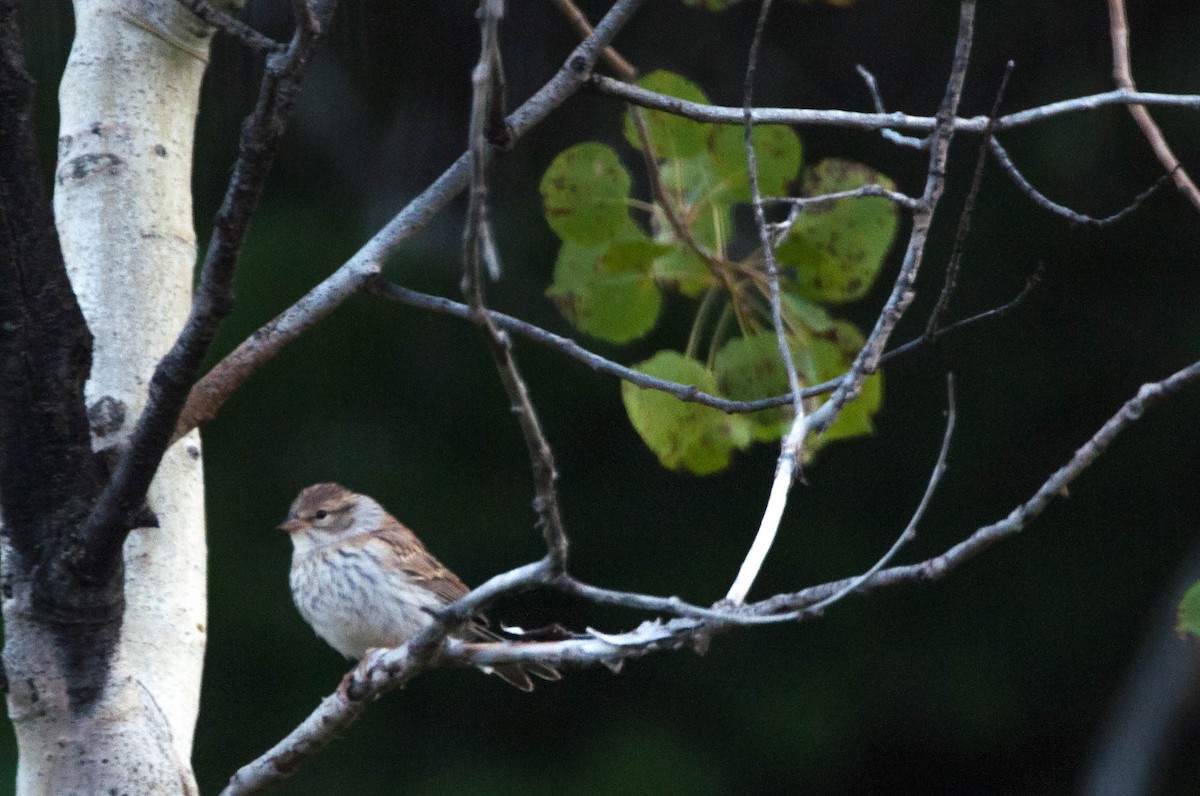 Chipping Sparrow - ML608787988