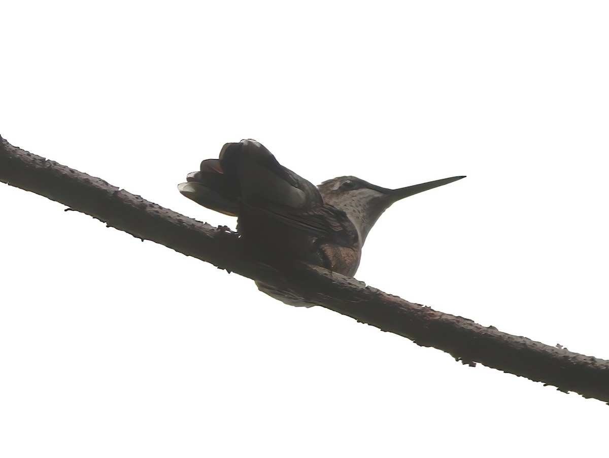 Ruby-throated Hummingbird - ML608788032