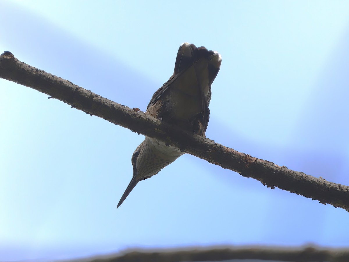 Ruby-throated Hummingbird - ML608788033