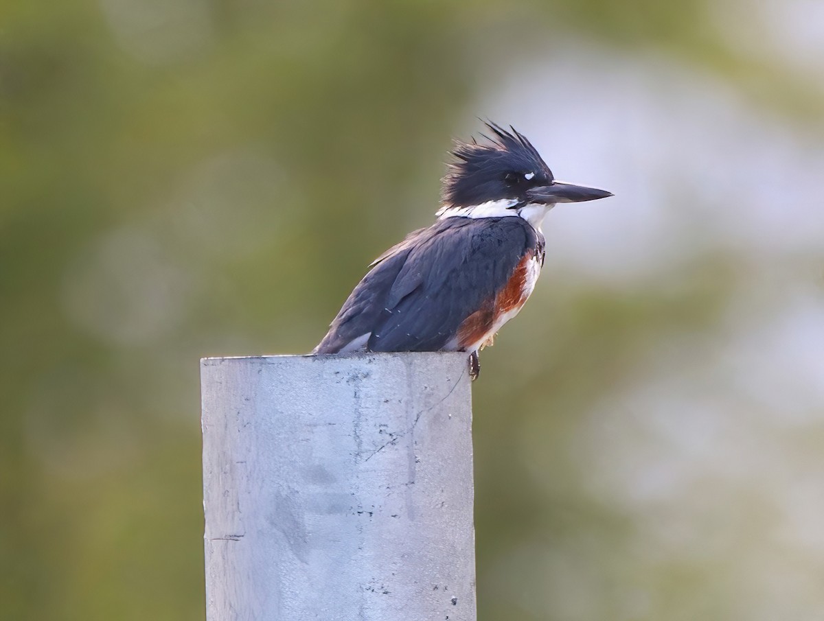Belted Kingfisher - ML608788307