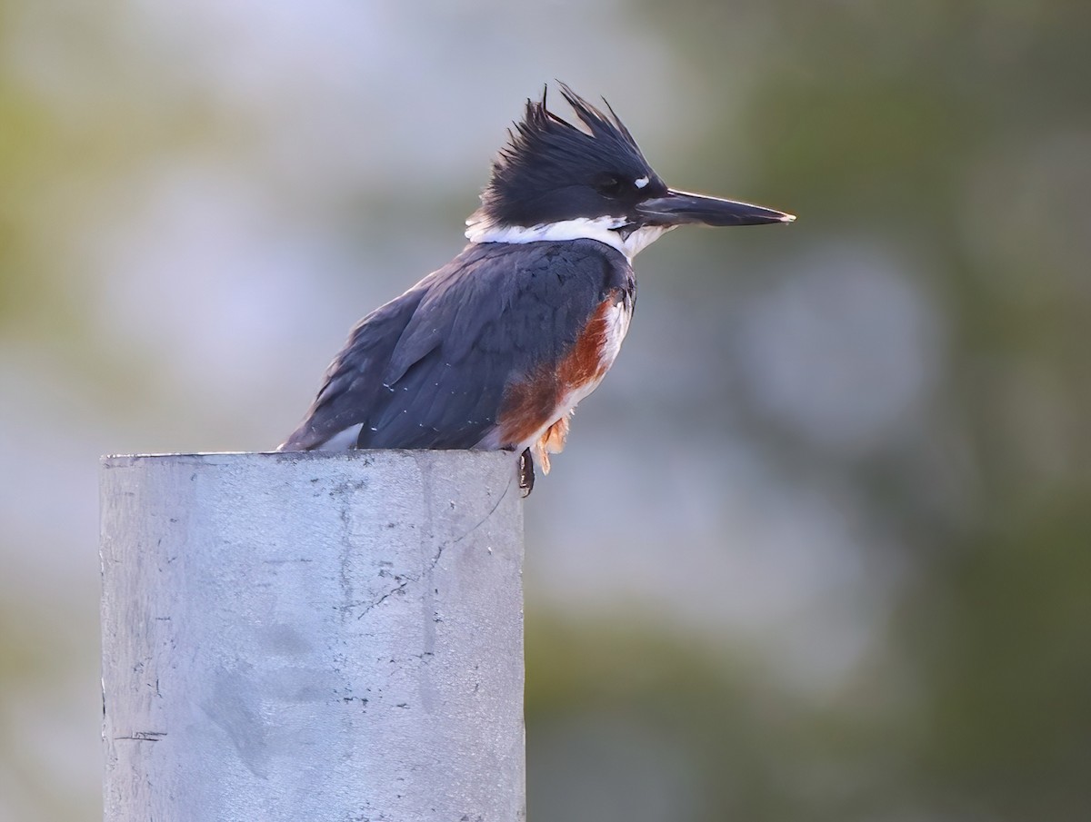 Belted Kingfisher - ML608788308