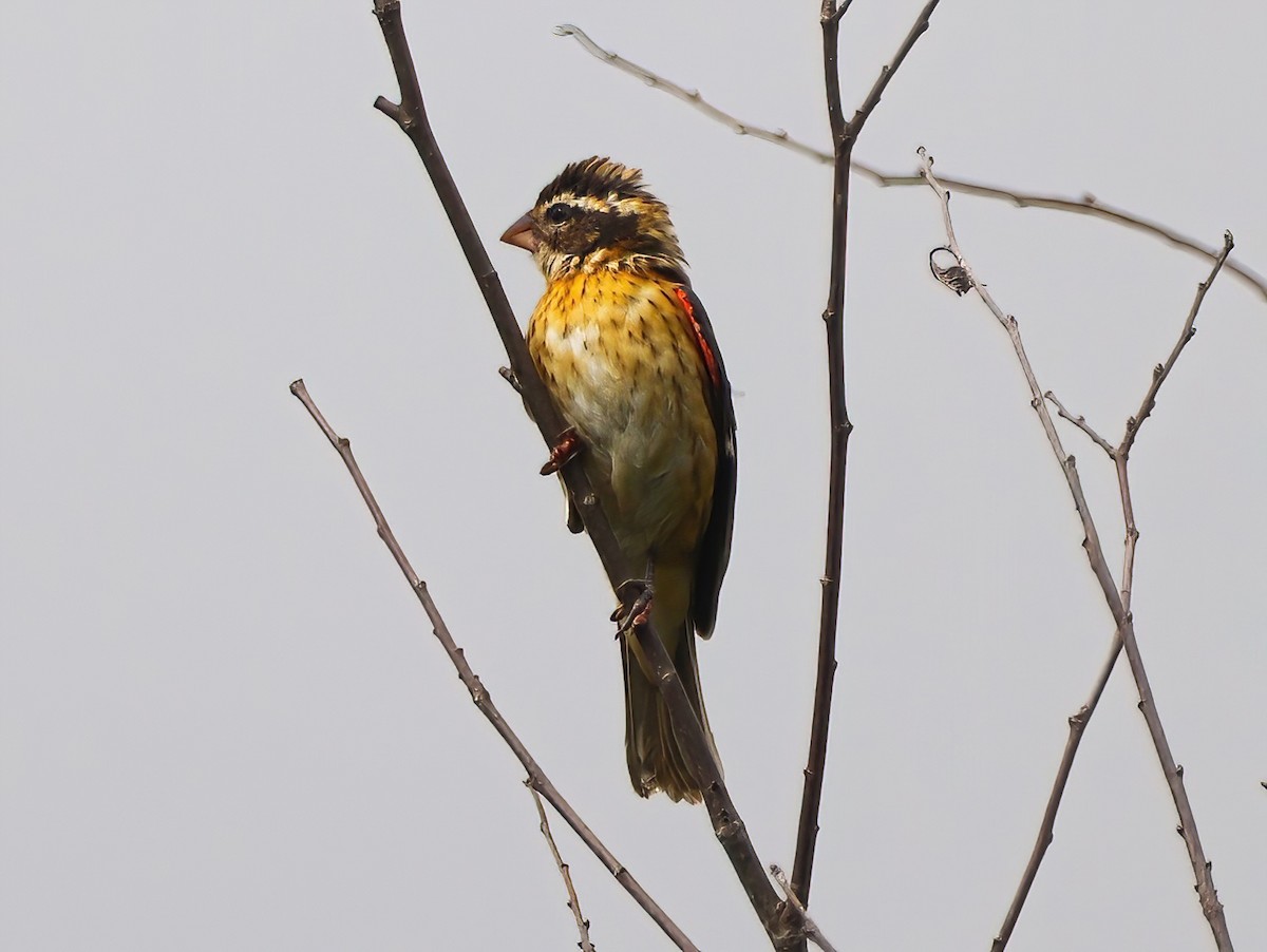 Rose-breasted Grosbeak - ML608788347