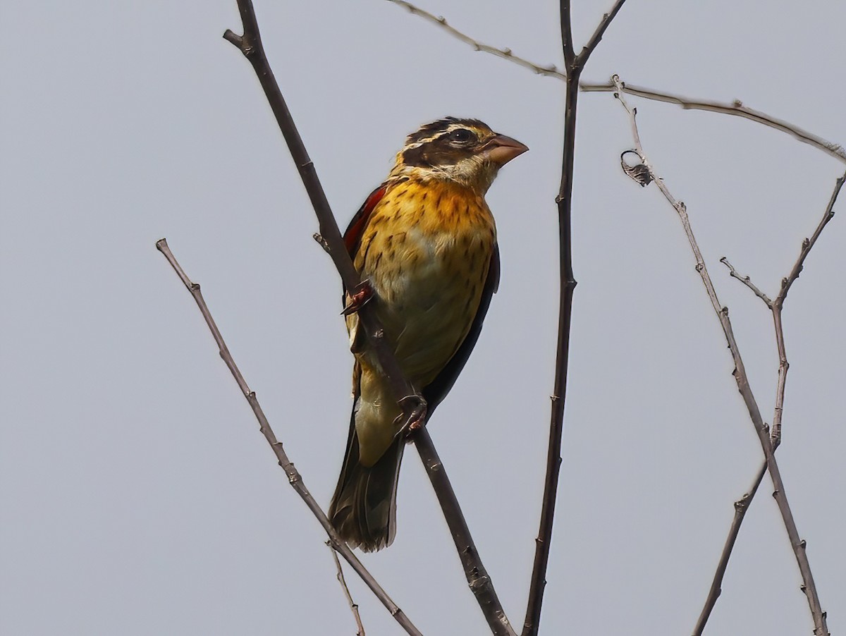 Rose-breasted Grosbeak - ML608788348