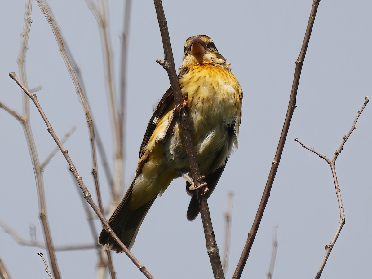 Rose-breasted Grosbeak - Eric Patry