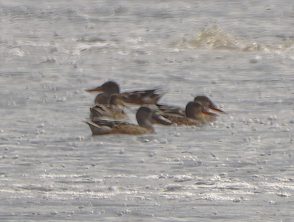 Northern Shoveler - ML608788374