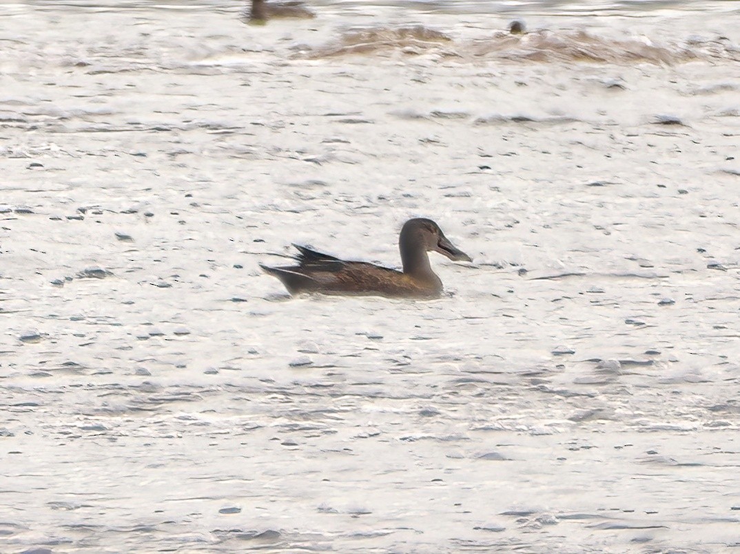 Northern Shoveler - ML608788375