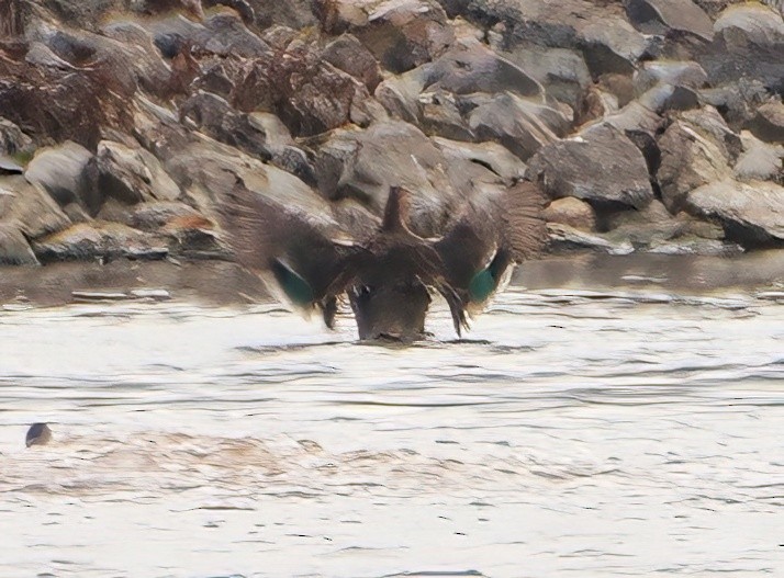Green-winged Teal - ML608788405