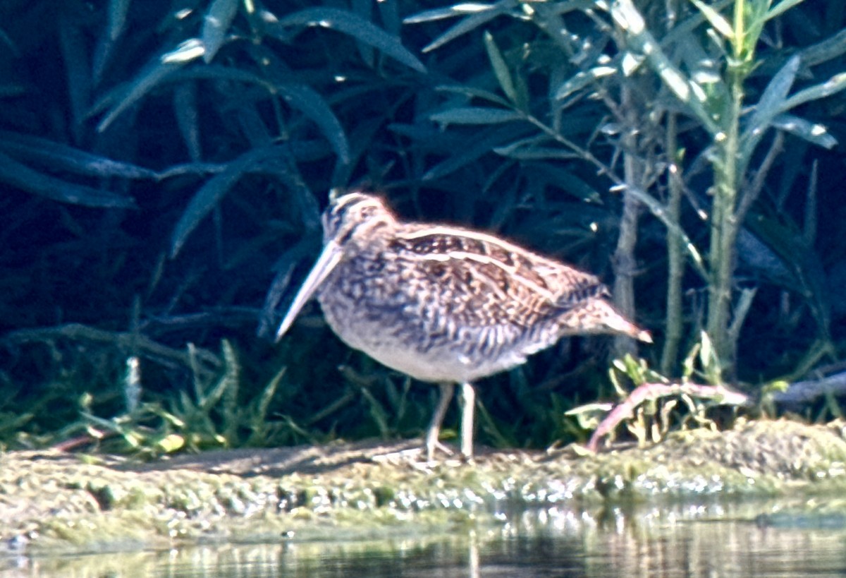 Wilson's Snipe - ML608788469