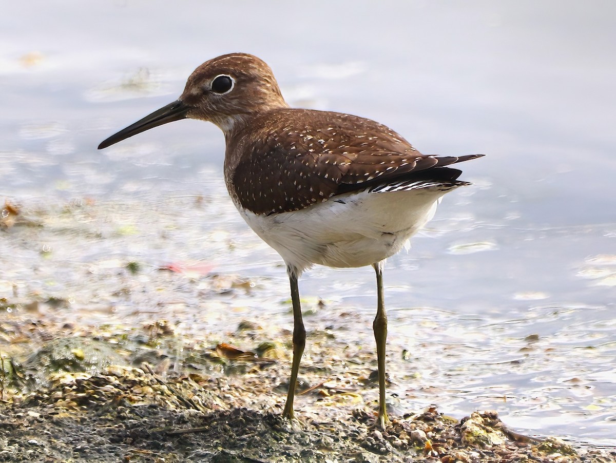 Solitary Sandpiper - ML608788530