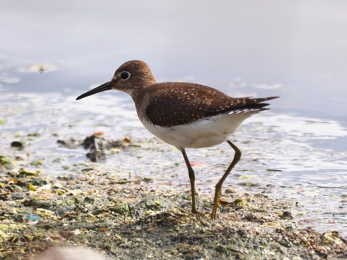 Solitary Sandpiper - ML608788531