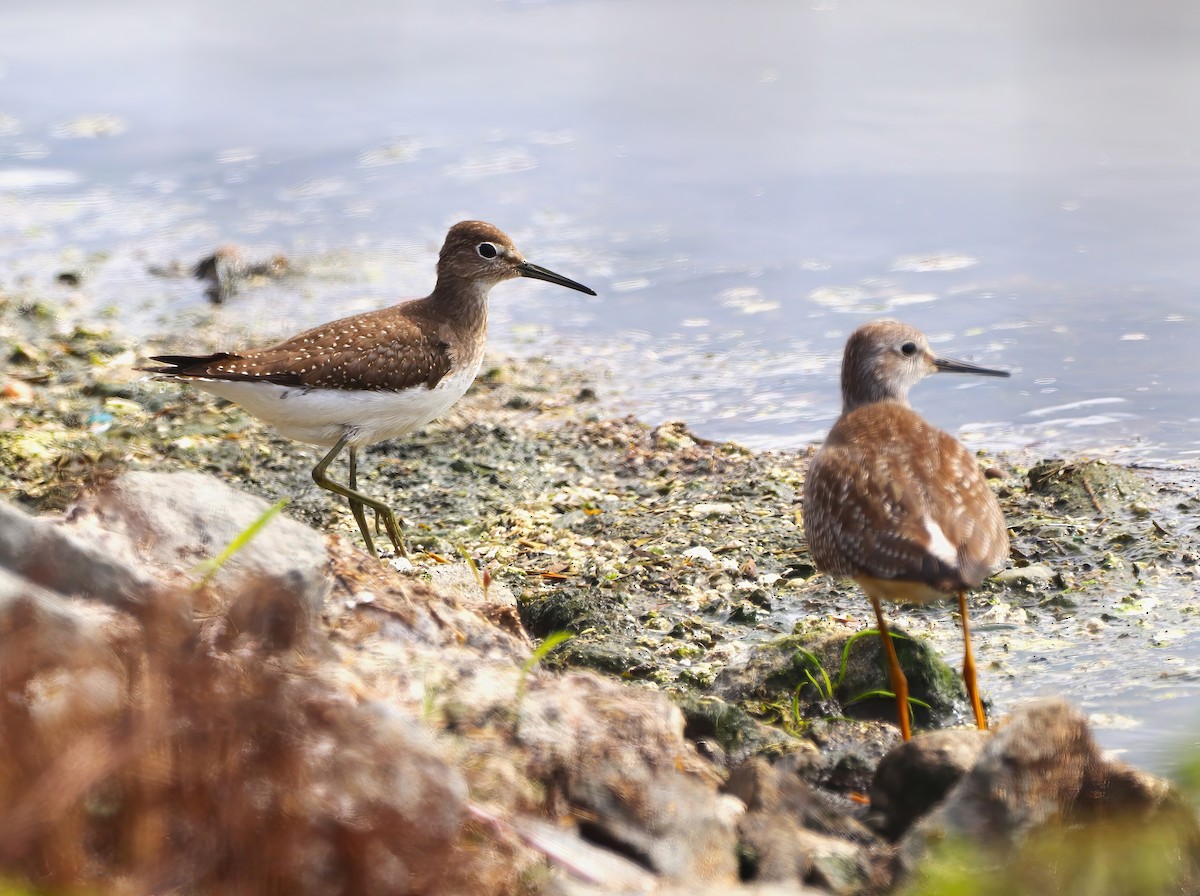 Solitary Sandpiper - ML608788534