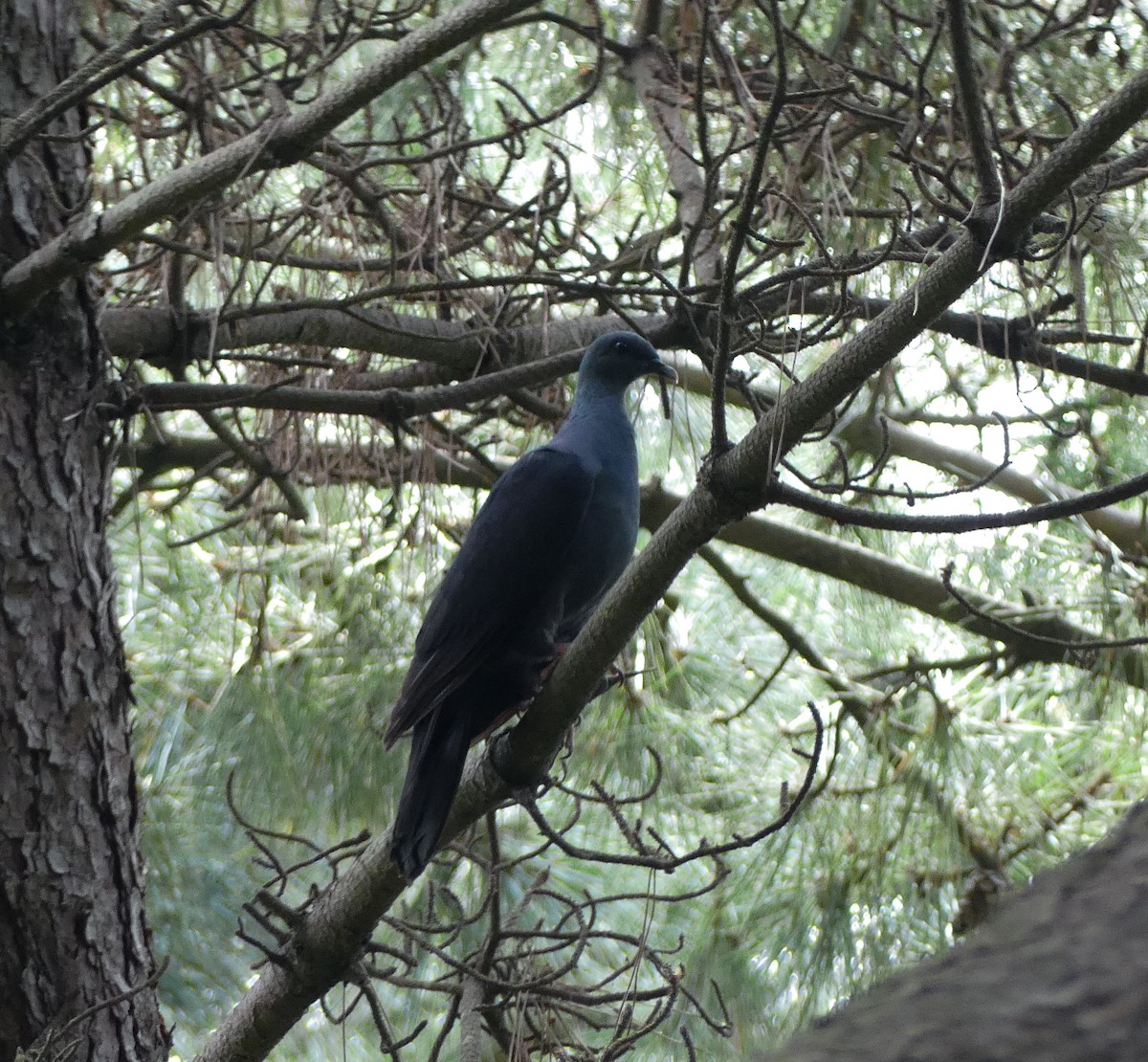 Black Wood-Pigeon - ML608788576