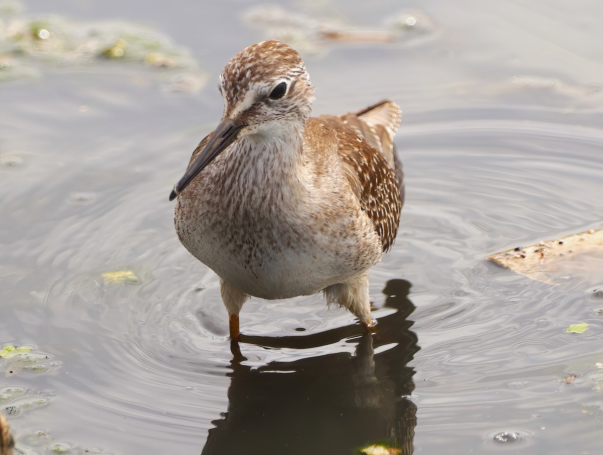 Lesser Yellowlegs - ML608788580