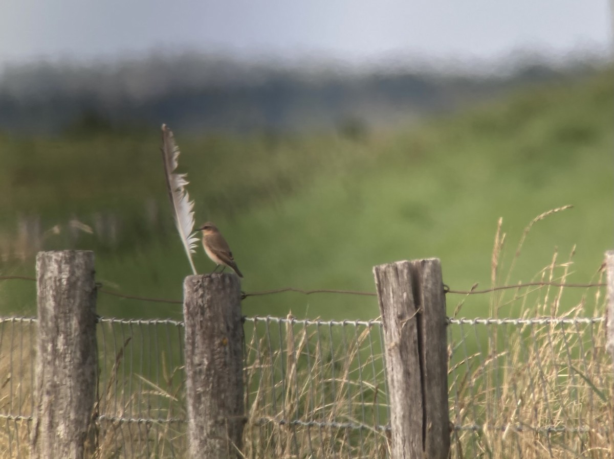 Northern Wheatear - ML608788594