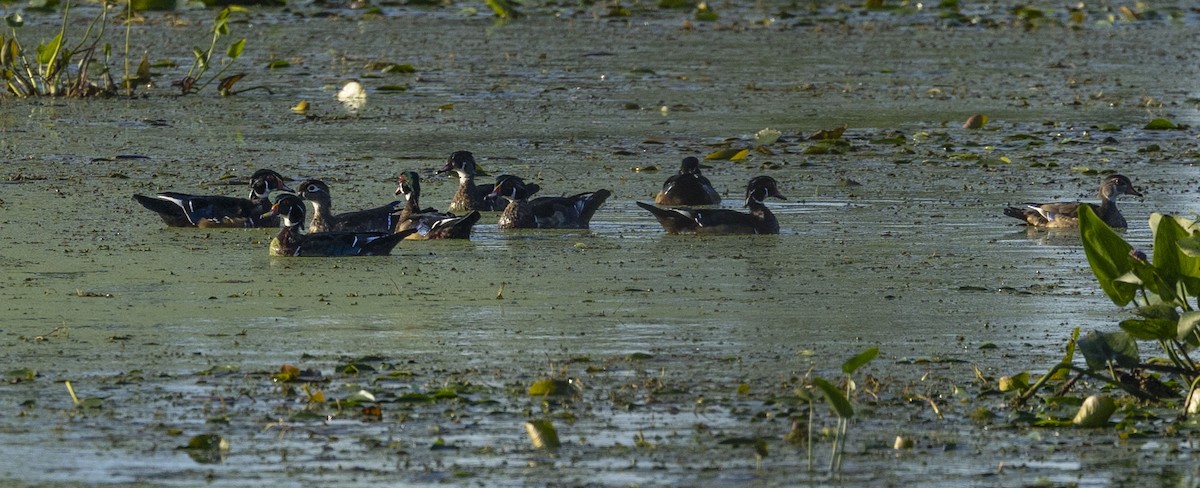 Wood Duck - ML608788597