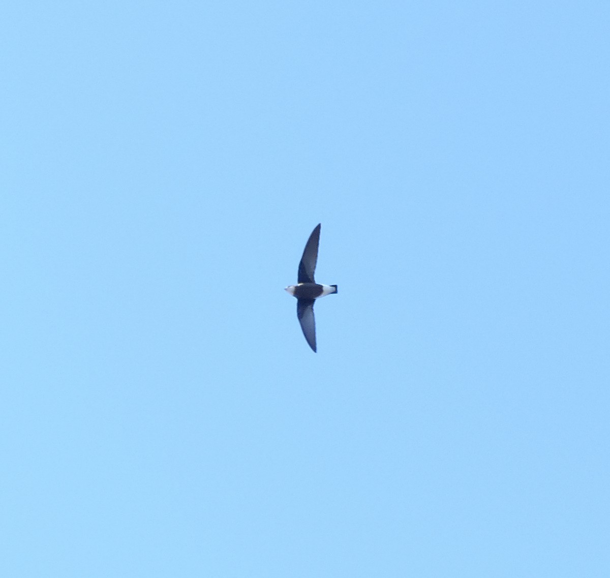 White-throated Needletail - ML608788633