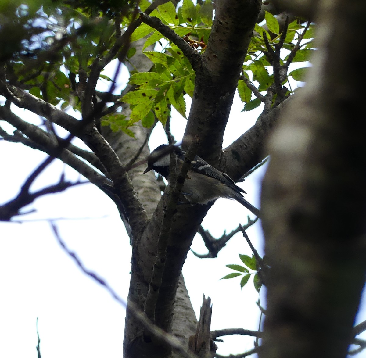 Coal Tit - ML608788640