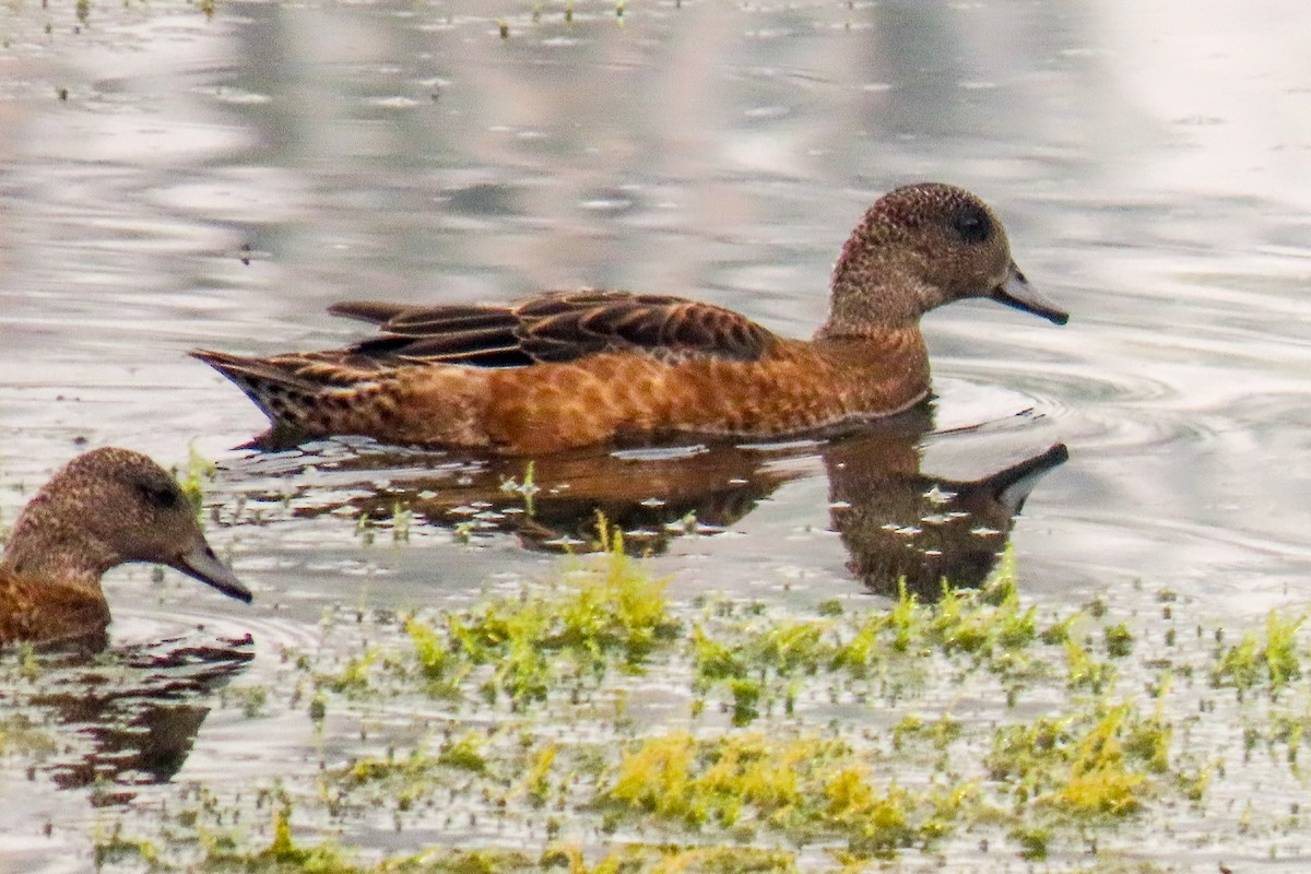 Canard d'Amérique - ML608788655