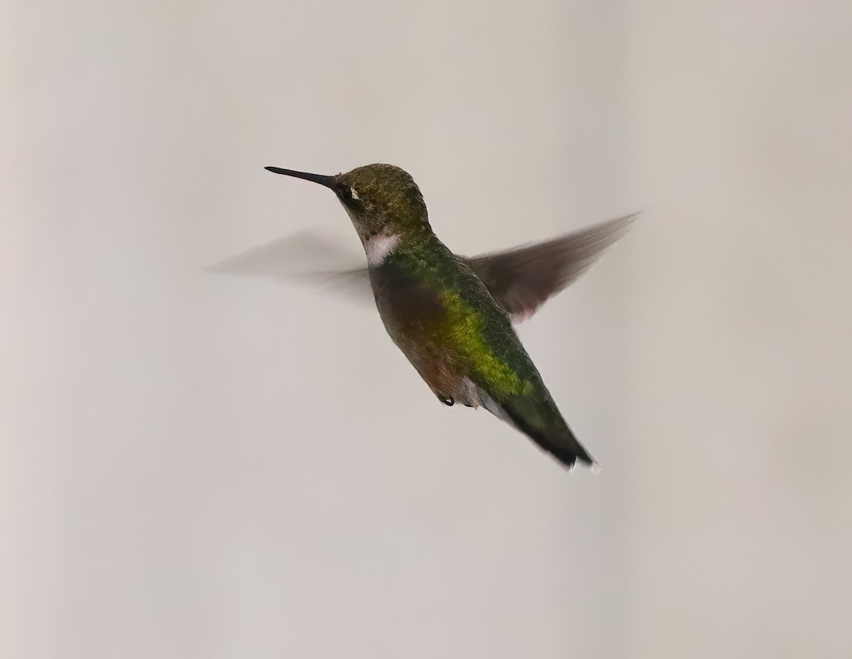 Ruby-throated Hummingbird - ML608788673