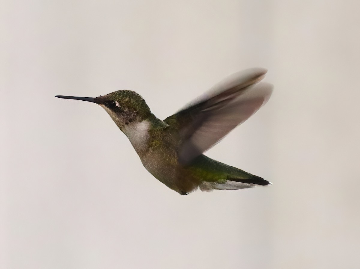 Ruby-throated Hummingbird - ML608788674