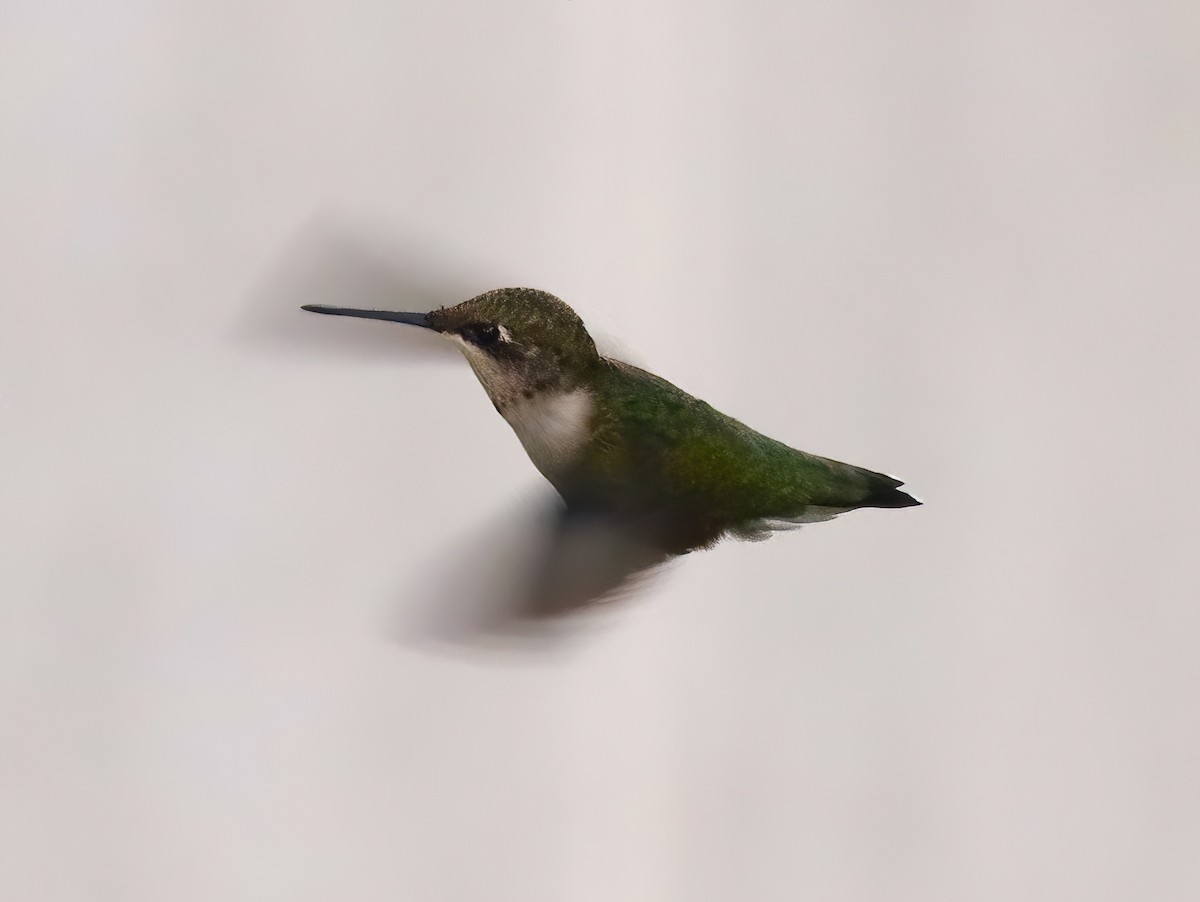 Ruby-throated Hummingbird - ML608788676