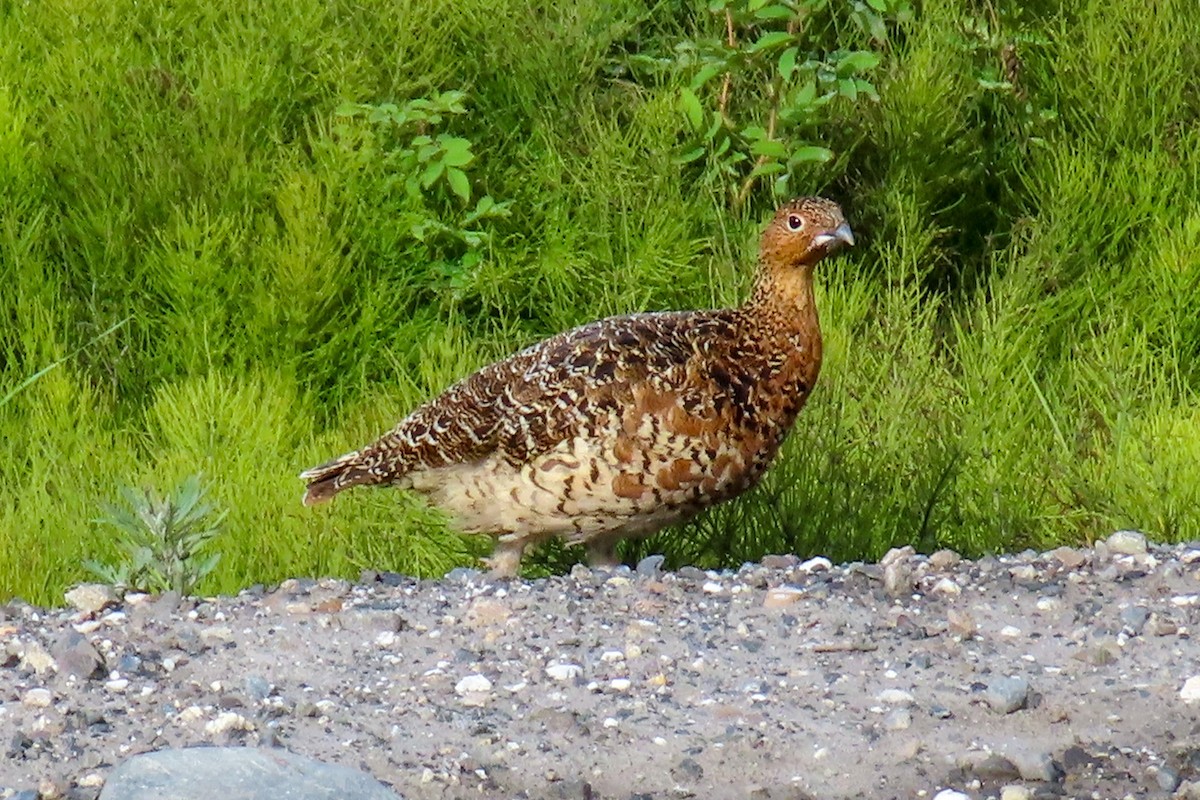 Willow Ptarmigan - ML608788707