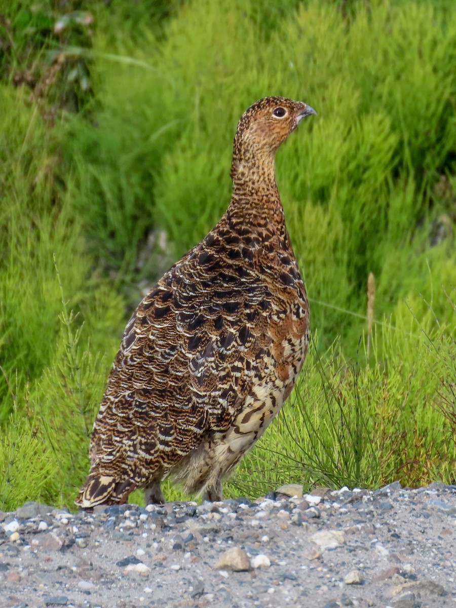 Willow Ptarmigan - ML608788708