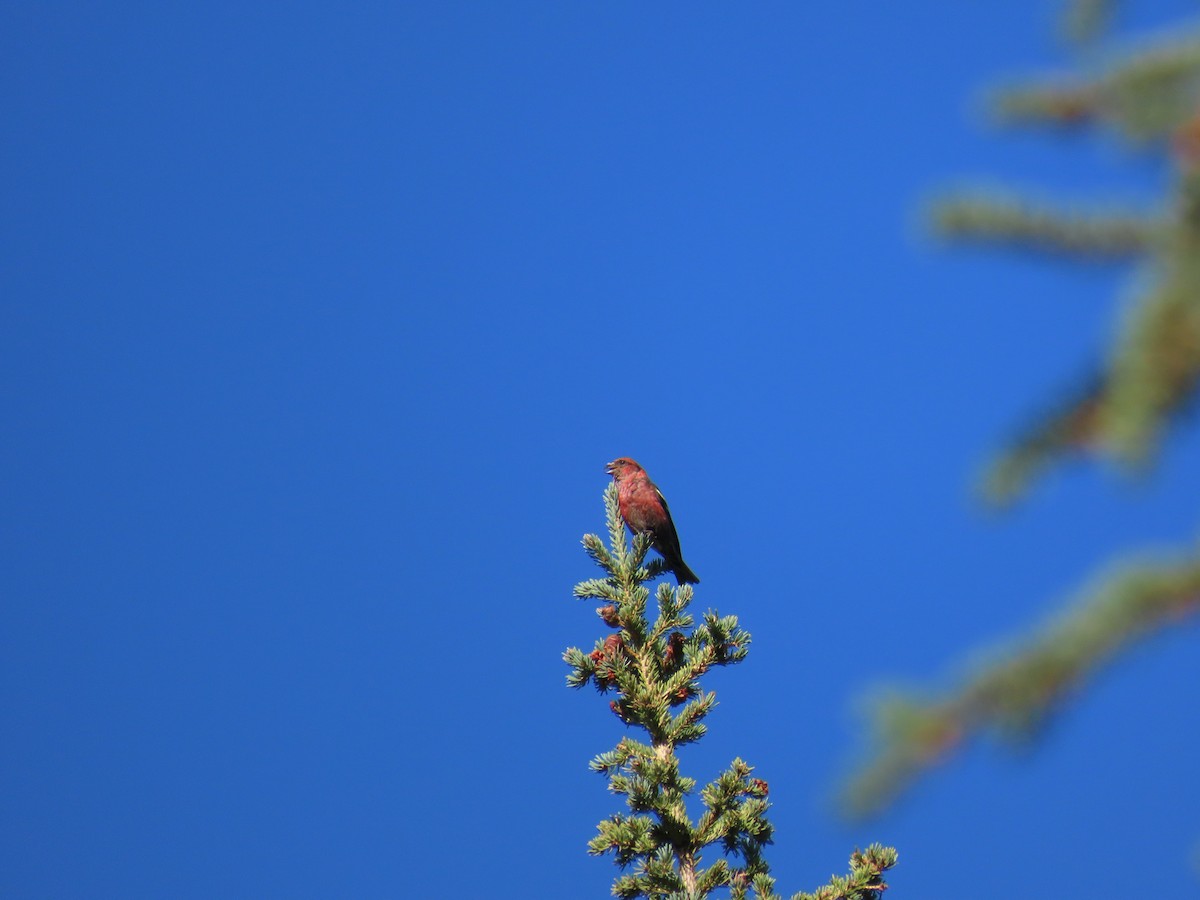 White-winged Crossbill - ML608788728