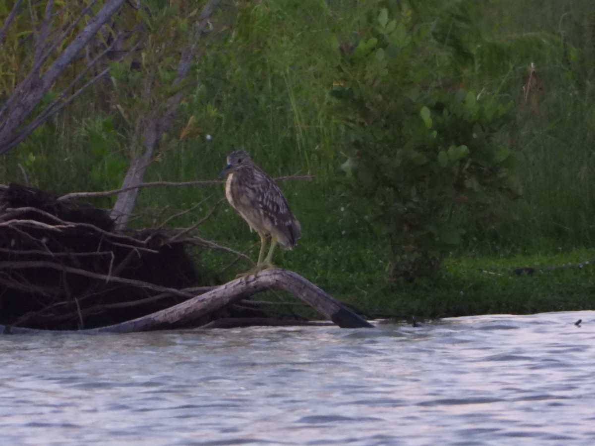 Yellow-crowned/Black-crowned Night Heron - ML608788789