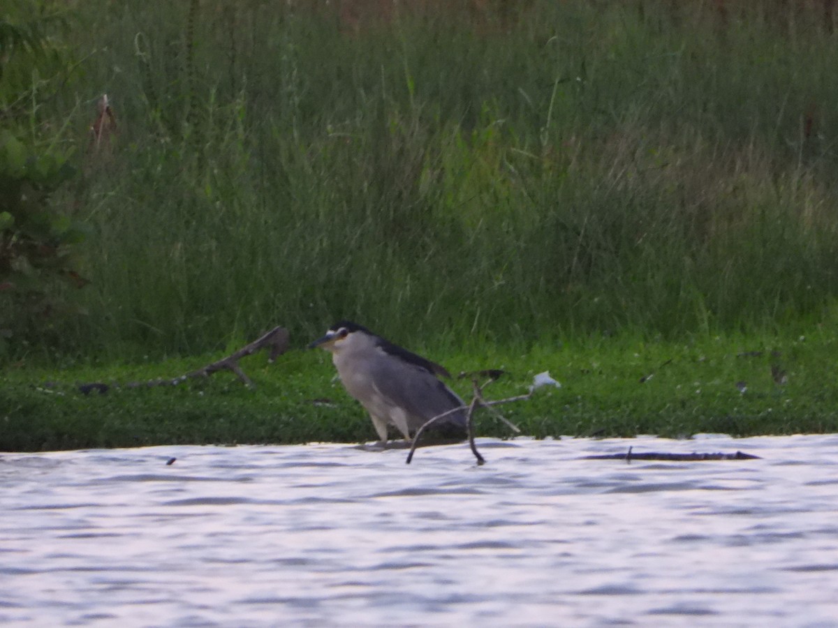 Yellow-crowned/Black-crowned Night Heron - ML608788790