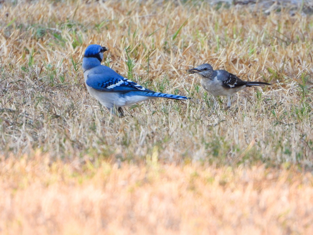 Blue Jay - ML608788854