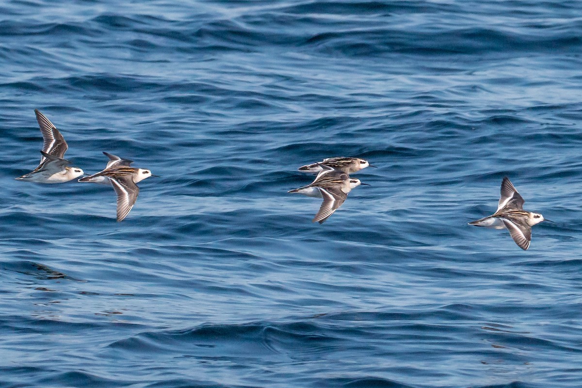 Phalarope à bec étroit - ML608788857