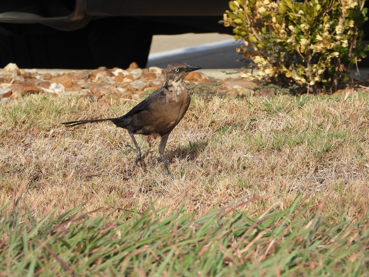 Great-tailed Grackle - ML608788876