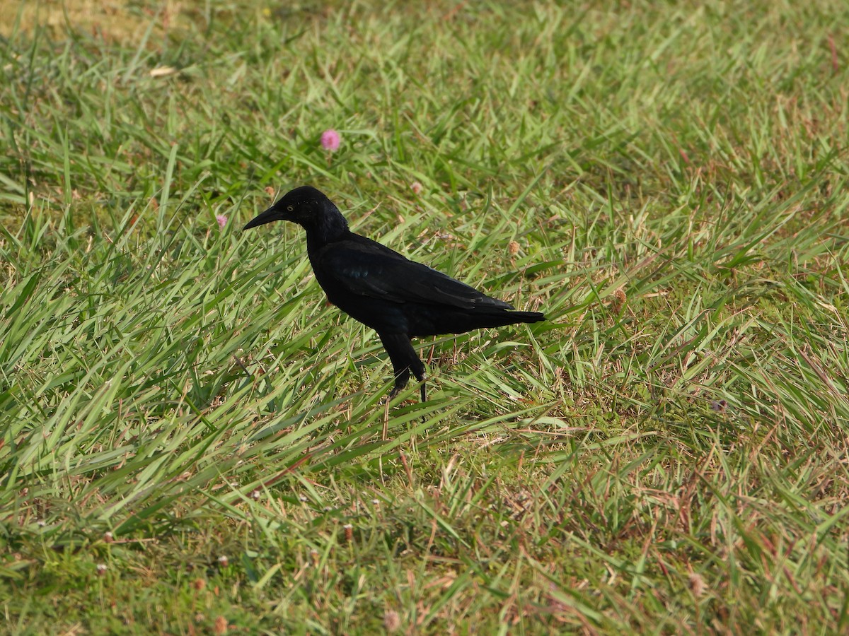 Great-tailed Grackle - ML608788877