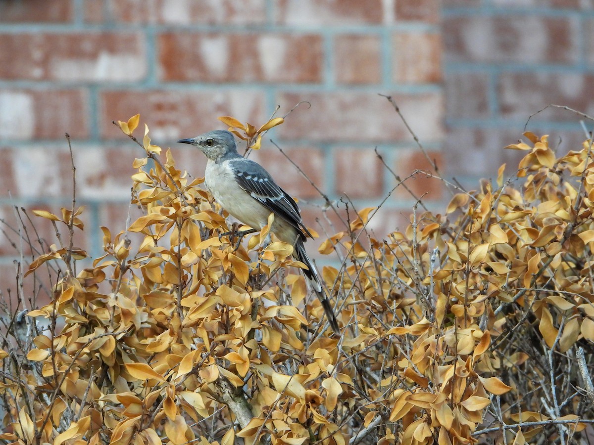 Northern Mockingbird - ML608788882