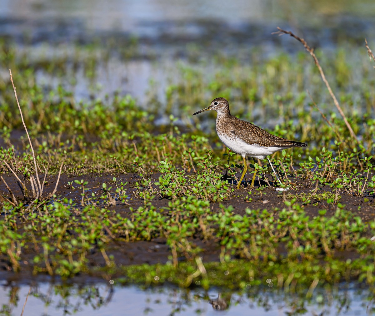 Solitary Sandpiper - ML608788986