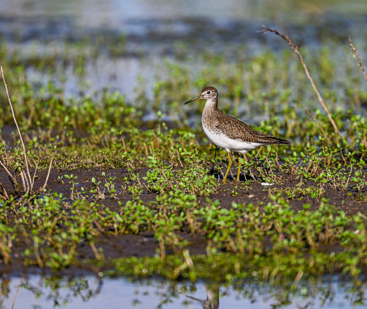 Solitary Sandpiper - ML608788987