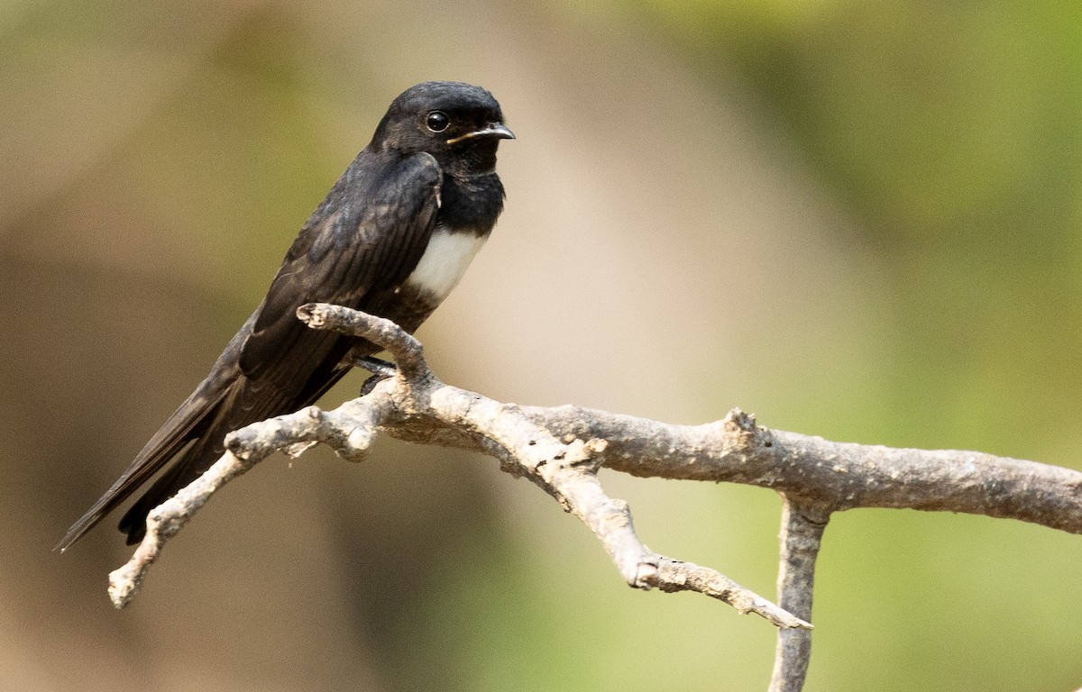 White-banded Swallow - ML608789035