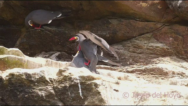 Inca Tern - ML608789073