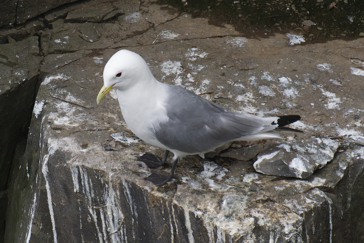 Black-legged Kittiwake - ML608789109