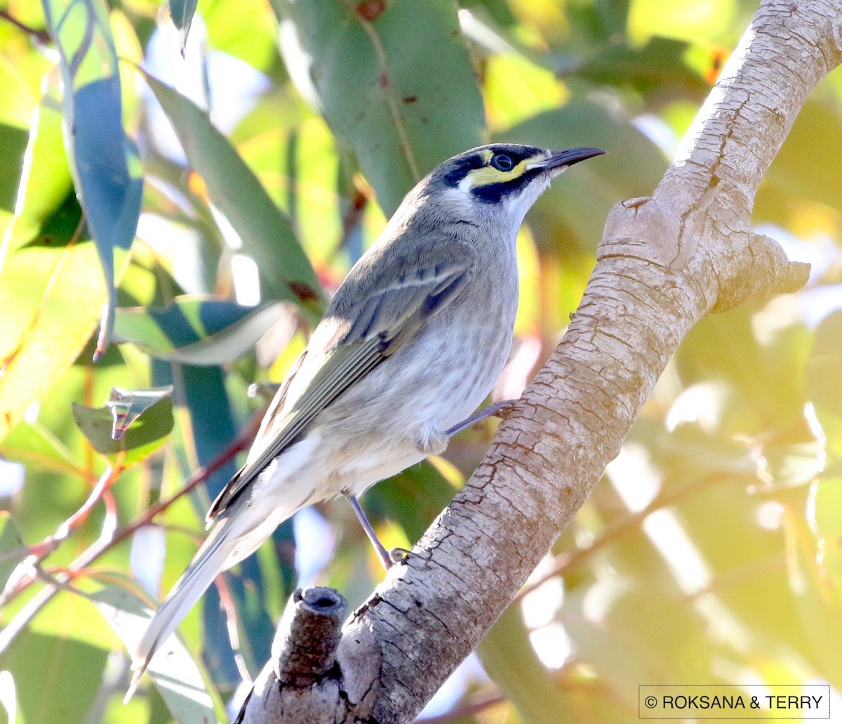 Yellow-faced Honeyeater - ML60878911