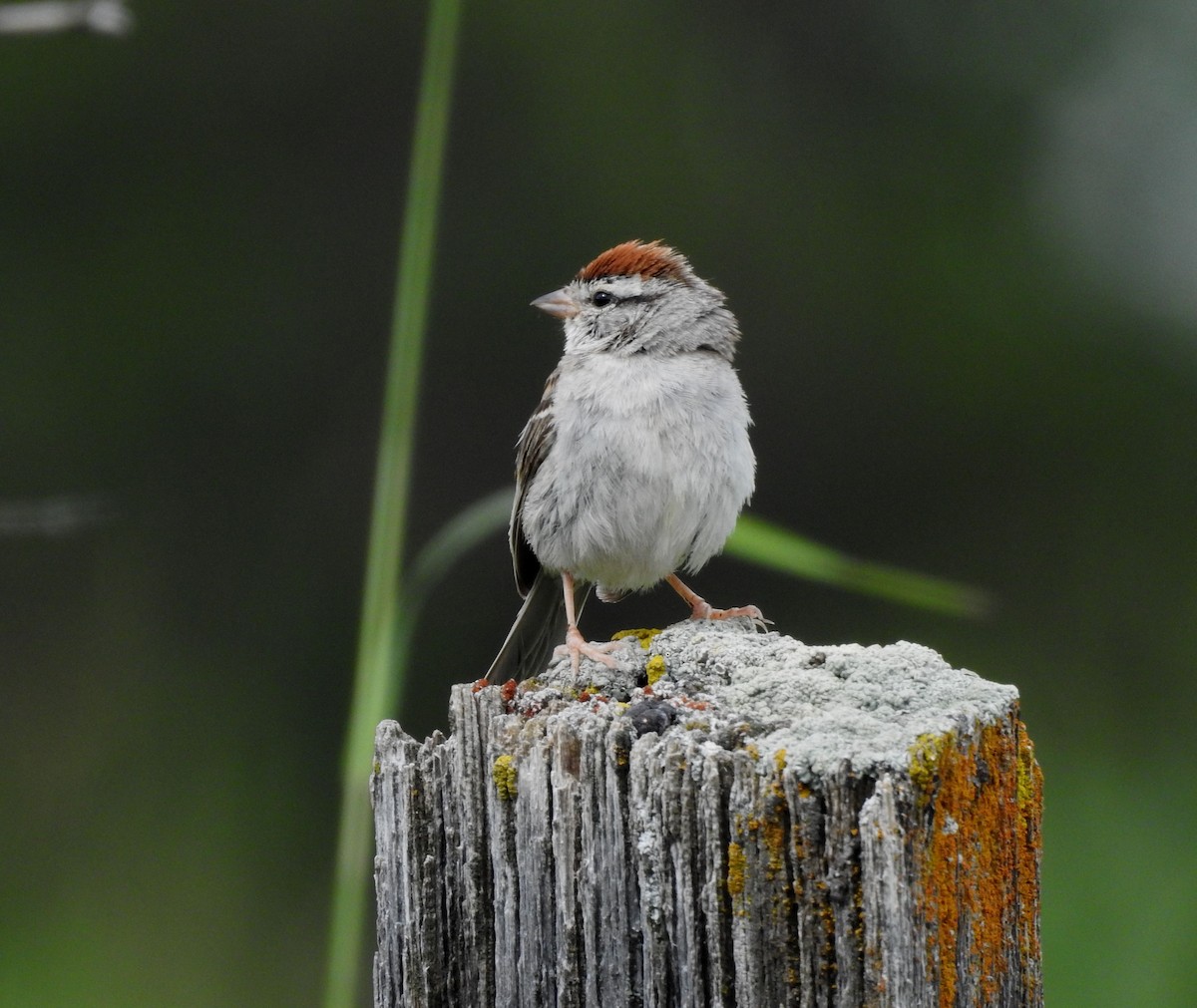 Chipping Sparrow - ML608789123