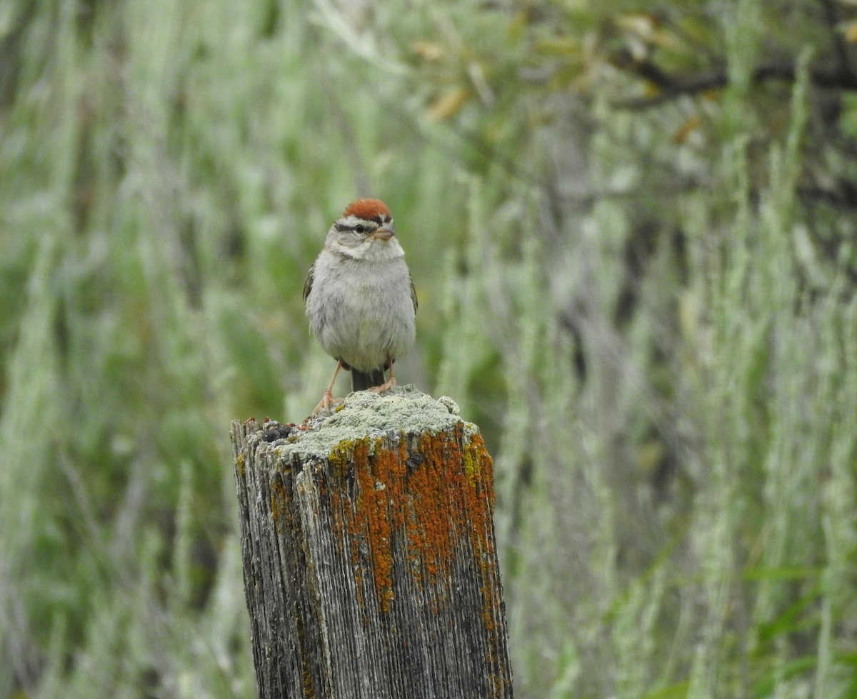 Chipping Sparrow - ML608789124