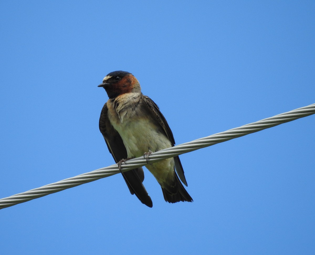 Cliff Swallow - ML608789143