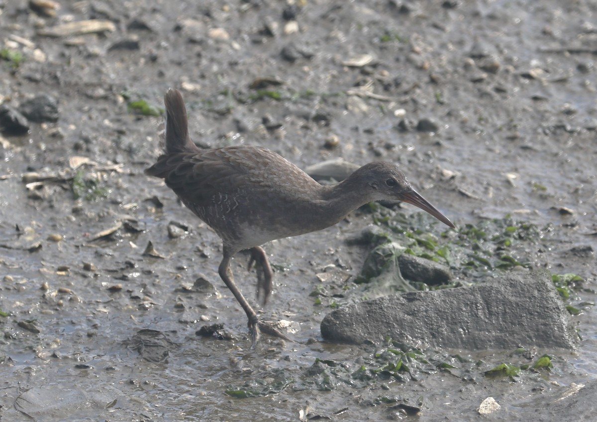 Clapper Rail - ML608789146